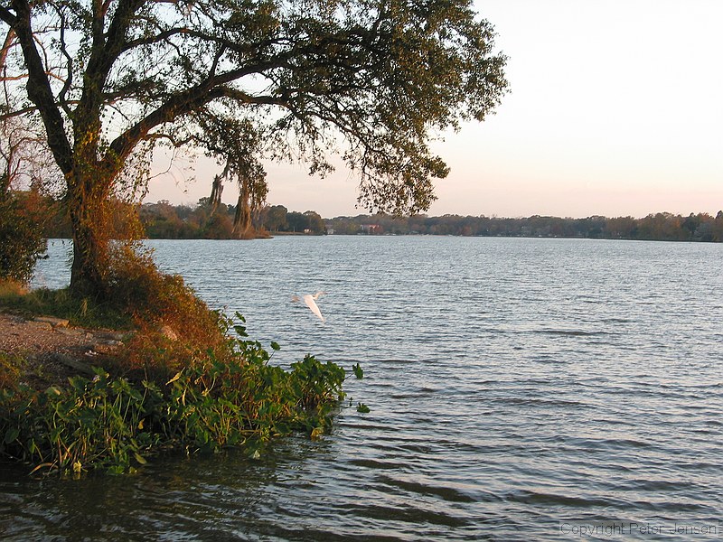 bird in flight