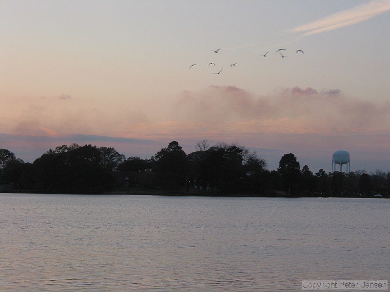 waterfowl
