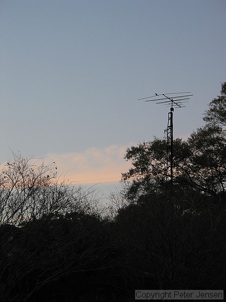 cool bird
