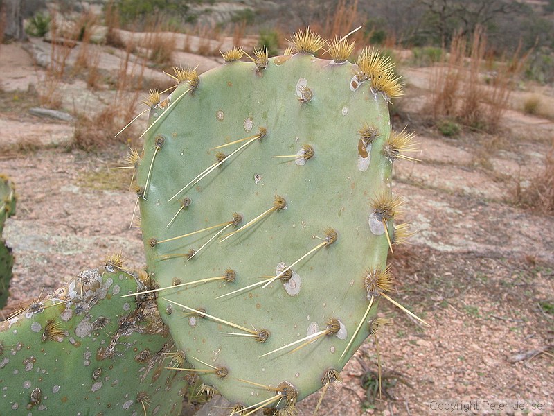 cacti with fill-flash