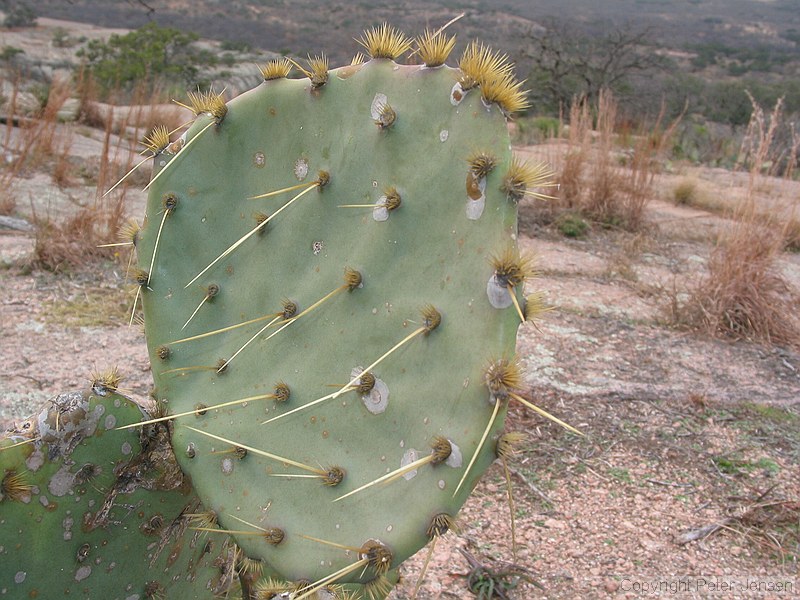 cacti with more fill-flash
