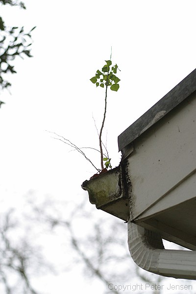 unusual place for a tree to grow