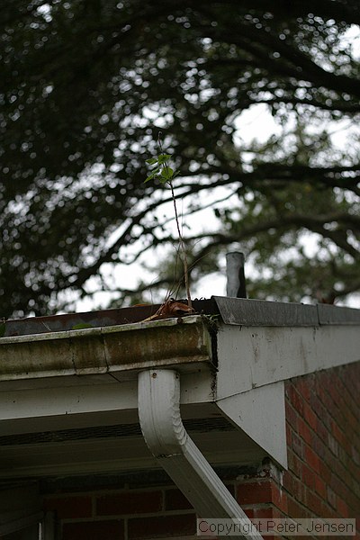 unusual place for a tree to grow