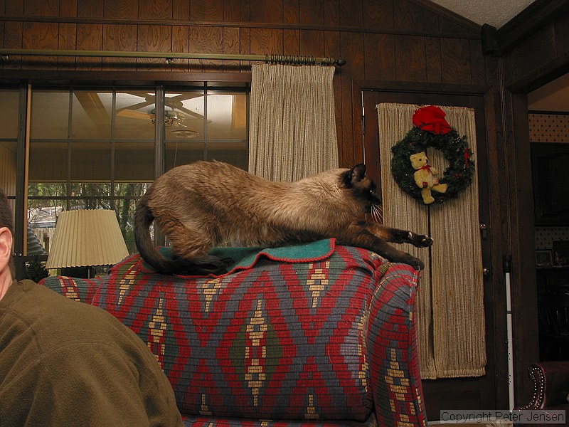 Nicky, still quite the jumper for 18.5 (real, not cat) years old.