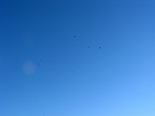 way up with the birds