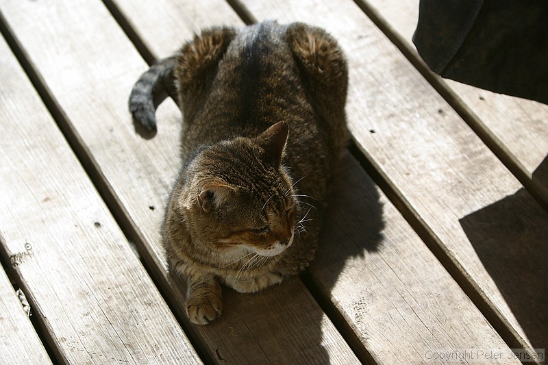 couple of random pictures of Bubba, one of our cats, who found a sunbeam the other day