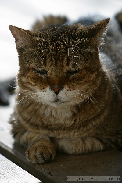 couple of random pictures of Bubba, one of our cats, who found a sunbeam the other day