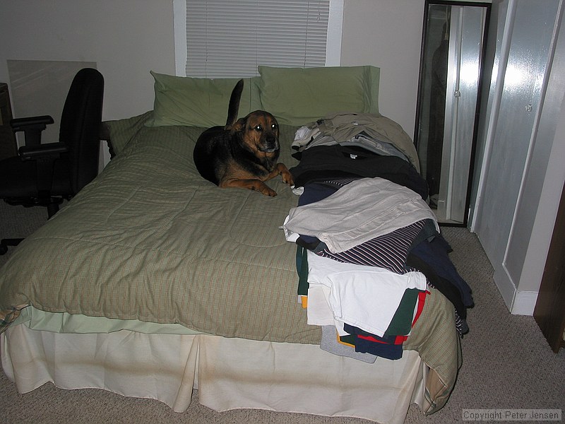 Steve left his door open and Max availed himself of bed privileges