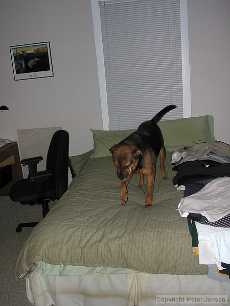 Steve left his door open and Max availed himself of bed privileges
