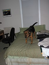 Steve left his door open and Max availed himself of bed privileges