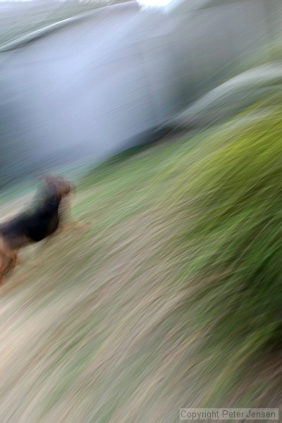 turbo dog
