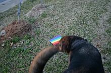 Max finding the rainbow mouse pad