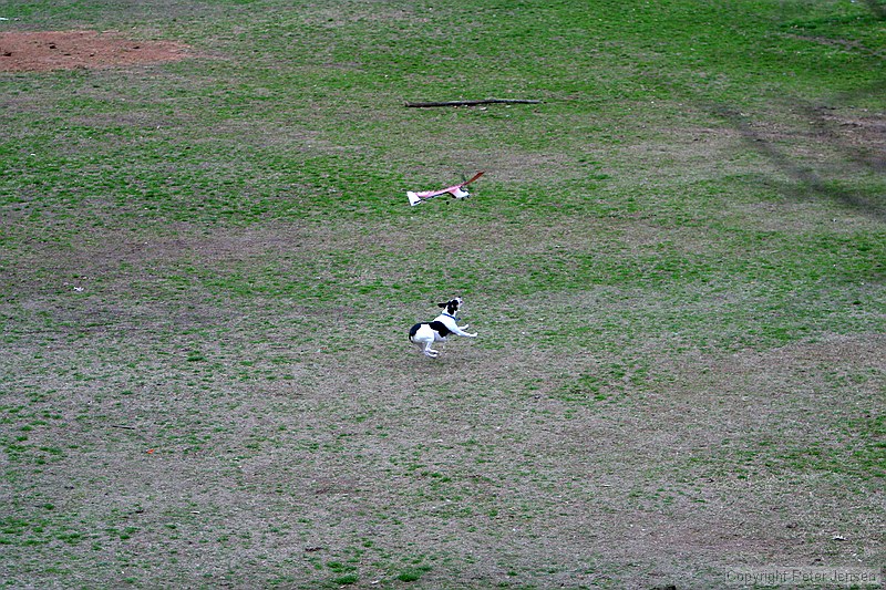 Kip's Elfi and the occasional neighborhood dog in pursuit