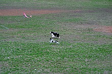 Kip's Elfi and the occasional neighborhood dog in pursuit