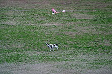 Kip's Elfi and the occasional neighborhood dog in pursuit