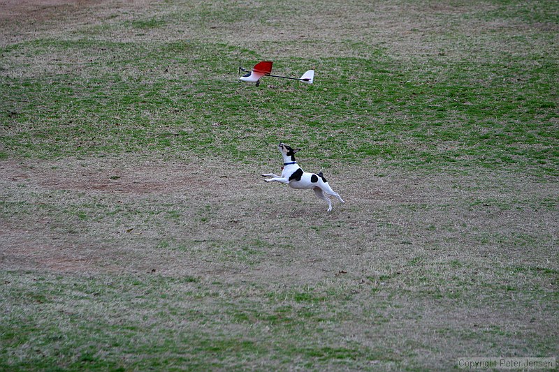 Kip's Elfi and the occasional neighborhood dog in pursuit