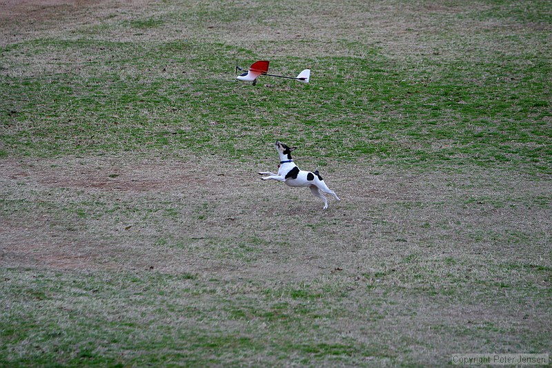 Kip's Elfi and the occasional neighborhood dog in pursuit