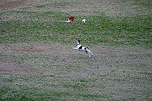 Kip's Elfi and the occasional neighborhood dog in pursuit