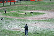 Kip's Elfi and the occasional neighborhood dog in pursuit