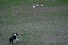 Kip's Elfi and the occasional neighborhood dog in pursuit