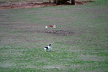 Kip's Elfi and the occasional neighborhood dog in pursuit