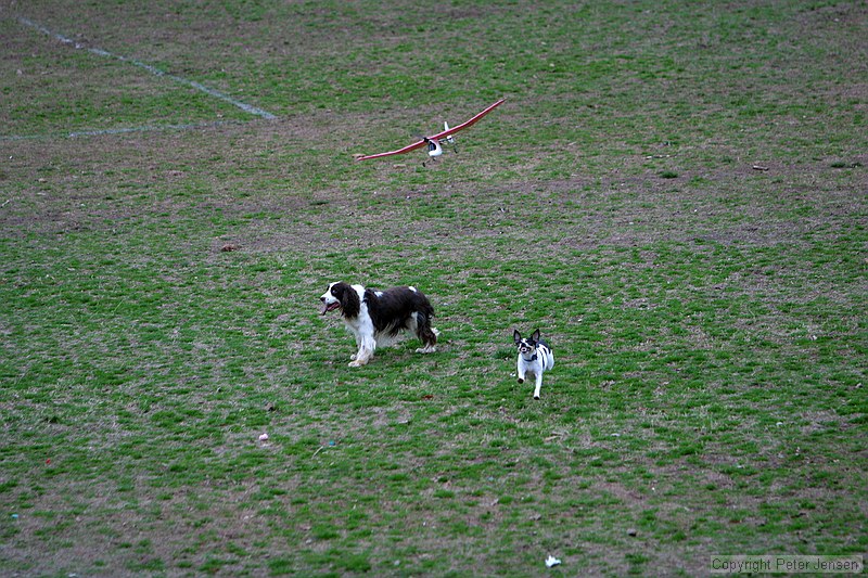 Kip's Elfi and the occasional neighborhood dog in pursuit