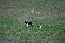 Kip's Elfi and the occasional neighborhood dog in pursuit