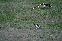 Kip's Elfi and the occasional neighborhood dog in pursuit