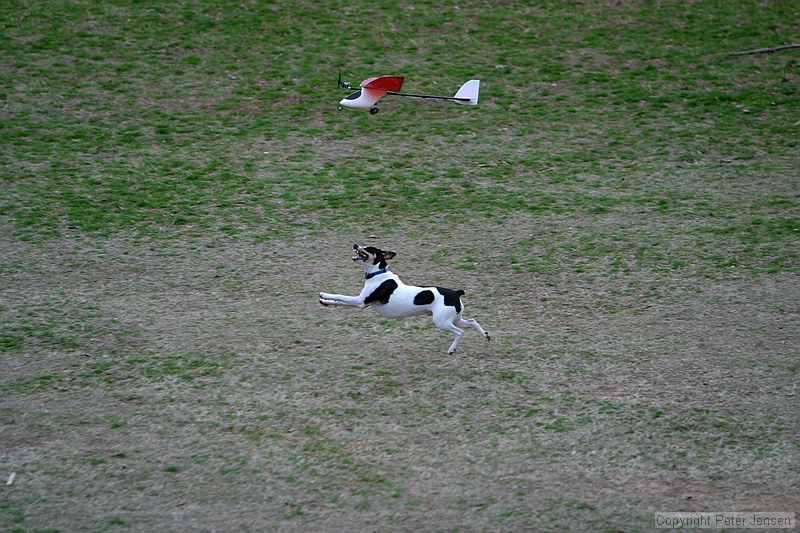 Kip's Elfi and the occasional neighborhood dog in pursuit