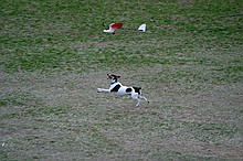 Kip's Elfi and the occasional neighborhood dog in pursuit