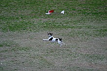 Kip's Elfi and the occasional neighborhood dog in pursuit