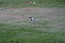 Kip's Elfi and the occasional neighborhood dog in pursuit