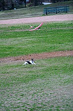Kip's Elfi and the occasional neighborhood dog in pursuit