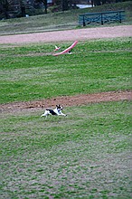 Kip's Elfi and the occasional neighborhood dog in pursuit