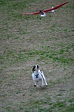 Kip's Elfi and the occasional neighborhood dog in pursuit