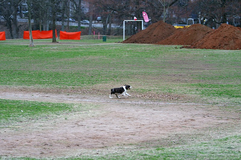 Kip's Elfi and the occasional neighborhood dog in pursuit