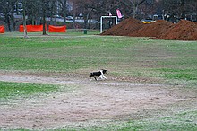 Kip's Elfi and the occasional neighborhood dog in pursuit