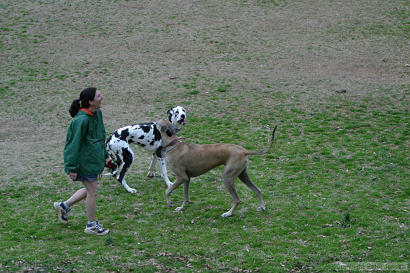 bigger dogs