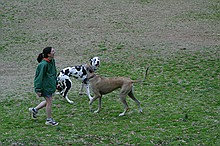 bigger dogs