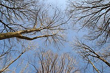 trees