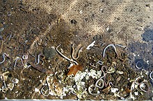note all of the poor worms that died in this mini worm holocaust