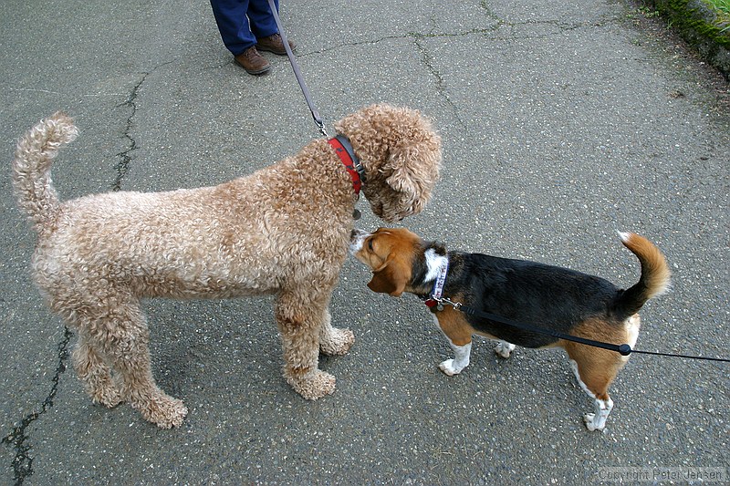 neat poodle and Shiner