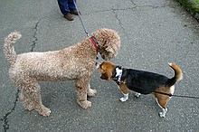 neat poodle and Shiner