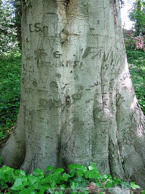 writing on the tree