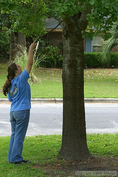 Ashley retrieving one from the tree