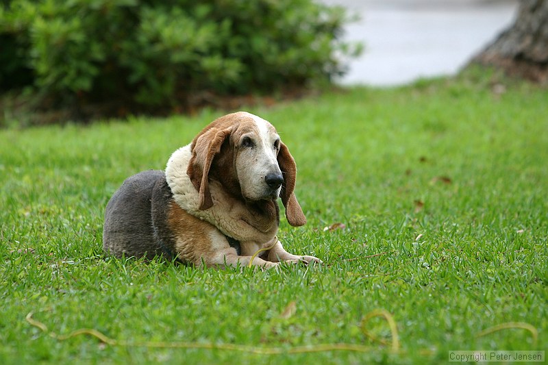 Gertrude