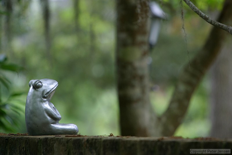 cool frog