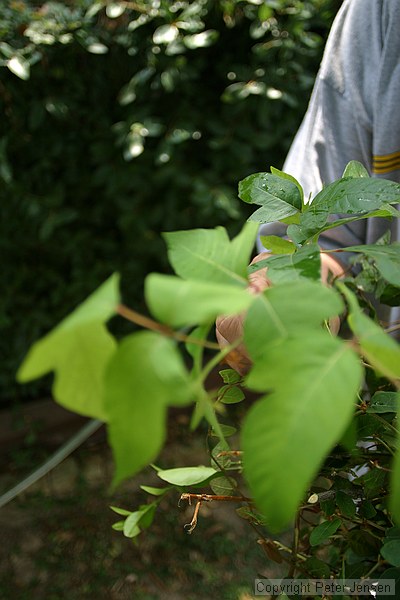 not a great picture, but the same plant.