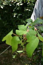 not a great picture, but the same plant.