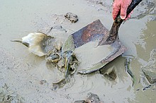 catfish caught out in one of the last remaining wet spots in the channel